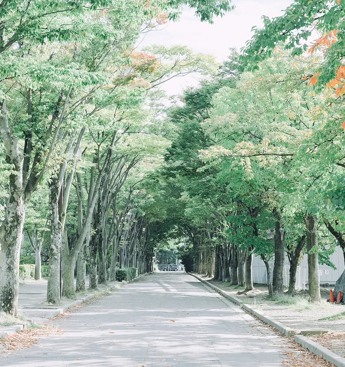 並木道の風景