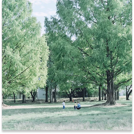緑豊かな公園の風景
